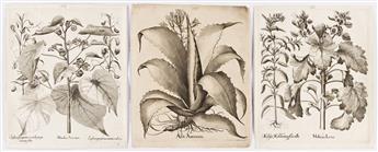 BESLER, BASILIUS. Group of 30 uncolored folio engravings from Hortus Eystettensis.